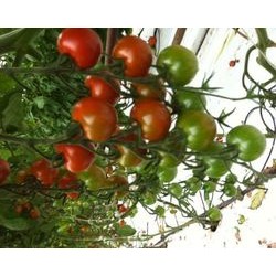 A. Tomate cerise 500g
