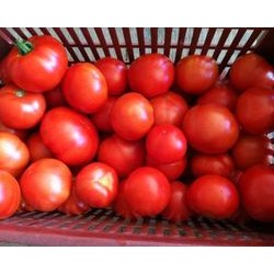 A. Tomates conserve 5kg
