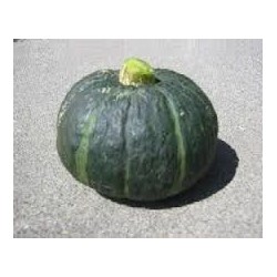 A. Courge Buttercup 2.5 kg