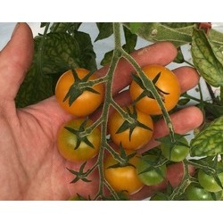 Tomate cerise jaunes 250g