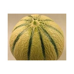 Melons la pièce de 1kg