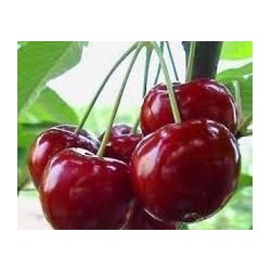 Cerises 500g