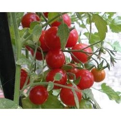 A.Tomates cerises 250g