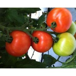 A.Tomates Paola 1 kg